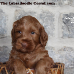 Iowa City labradoodle puppy breeder