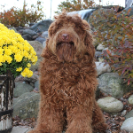 Joliet labradoodle breeder: puppies for sale