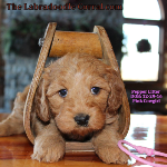 La Crosse Labradoodle Puppies