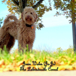 Milwauke Labradoodle Breeder