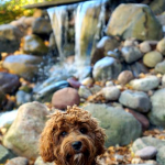 Madison Labradoodle Puppies For Sale