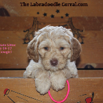 Mankato Labradoodle Breeder