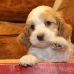 Maple Grove MN Labradoodle Puppies for Sale