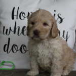 Minneapolis MN Labradoodle Puppies for Sale