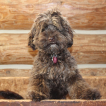 Minnetonka labradoodle breeder: puppies for sale