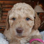 Moline labradoodle breeder: puppies for adoption