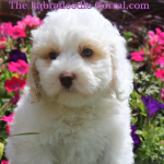 Naperville Labradoodle Puppy Breeder