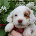 Oshkosh Labradoodle Breeder Puppies