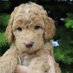 Palatine Labradoodle Puppy Breeder