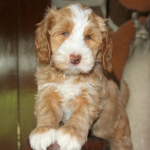 Peoria labradoodle puppy breeder: puppies for sale or guardian dogs for adoption