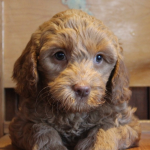 Plymouth Labradoodle Breeder: Puppies for Sale