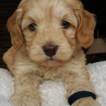 Rochester MN Labradoodle Puppies For Sale