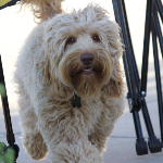 Rockford Labradoodle Puppy Breeder