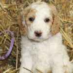 Schaumburg labradoodle breeder puppies for adoption
