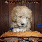 Sheboygan labradoodle puppies