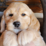 Skokie labradoodle breeder: puppies for sale