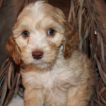 St. Cloud MN Labradoodle Puppies for Sale