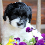 St. Paul labradoodle puppy breeder