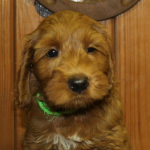Waukegan IL Labradoodle Puppies for Sale