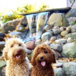 Waukesha Labradoodle Puppies