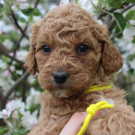 Wheaton Labradoodle Breeder