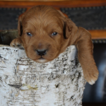 Woodbury labradoodle breeder: puppies for sale or guardian dogs for adoption