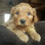 Labradoodle puppies