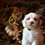 Ann Arbor labradoodle puppies for sale