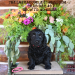 Baraboo WI Hypoallergenic labradoodle puppies that are perfect for allergy sufferers