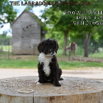 Bellevue Labradoodle puppies for sale