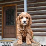 Beloit WI Affectionate labradoodle puppies that crave attention and cuddles