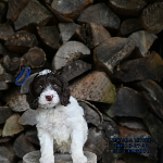 Brookfield Loyal labradoodle puppies that make great companions for their owners