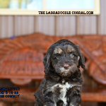 Cincinnati Labradoodle Puppies For Sale