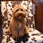 Columbus Labradoodle Puppies For Sale