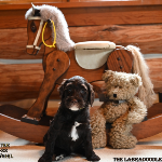 Covington Labradoodle puppies for sale
