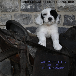 Detroit Labradoodle Puppies For Sale