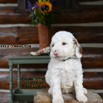 Evansville Labradoodle puppies for sale