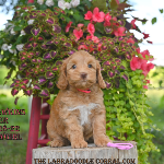 Florence Labradoodle puppies for sale