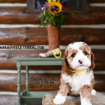 Fort Wayne Labradoodle puppies for sale