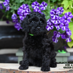 Independence Labradoodle puppies for sale