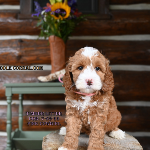 Independence Labradoodle puppies for sale