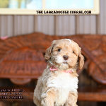 Kansas City Labradoodle Puppies For Sale