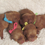 Kenosha Labradoodle Breeder