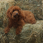 Wisconsin labradoodle dog