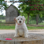 La Vista Labradoodle puppies for sale