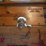 Leavenworth Labradoodle puppies for sale
