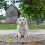 Lincoln Labradoodle puppies for sale