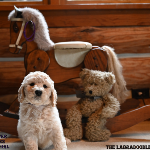 Mason Labradoodle puppies for sale