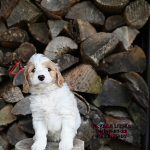 Middleton, WI Energetic labradoodle puppies that need plenty of exercise and playtime