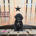 Morris, IL Sociable labradoodle puppies that get along well with other pets